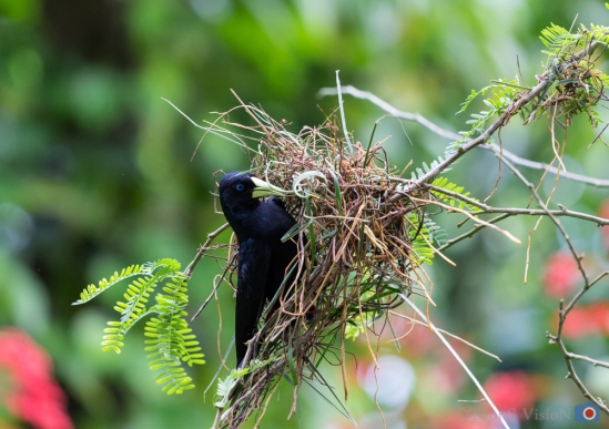 Tropisch vogel in Burgers Zoo druk bezig om nest in elkaar te vlechten.